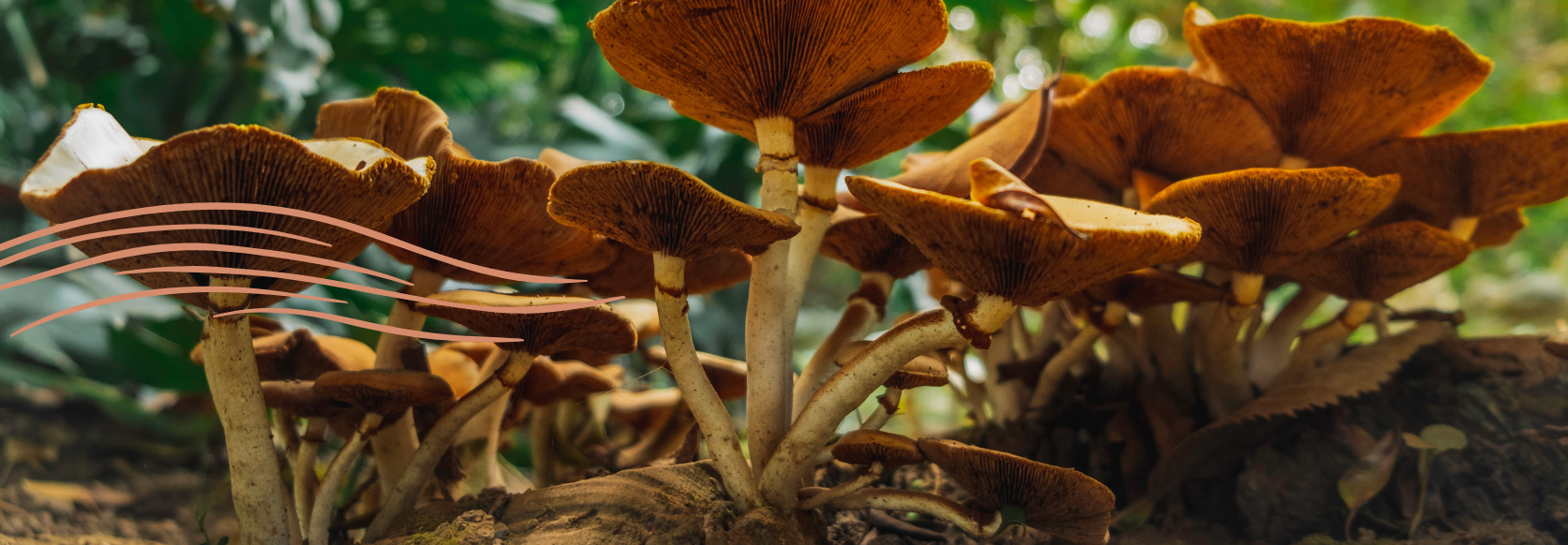 Certificate in Regenerative Entrepreneurship CB