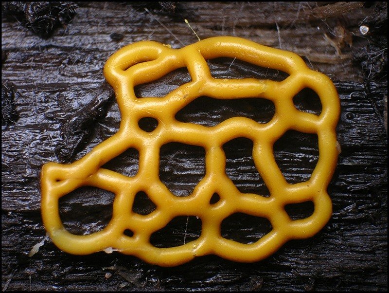 CEBIOprueba